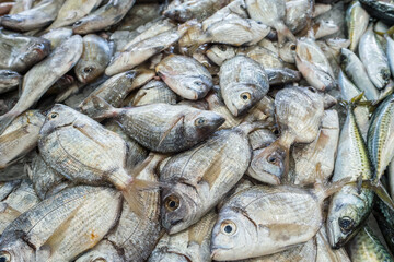 Raw fresh gilt-head bream fish on a market counter.