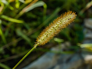 weed grass