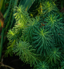Euphorbia cypress