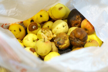 Spoiled apples. Bad harvest. The concept of contamination and expired food. Selective focus