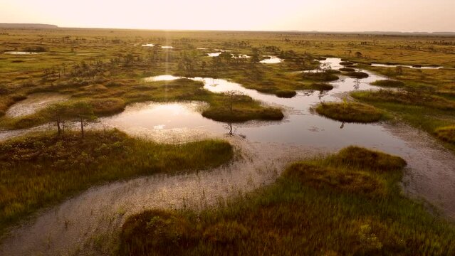 Swamp Yelnya on sunset landscape. Wild mire of Belarus. East European swamps and Peat Bogs. Ecological reserve in wildlife. Marshland with islands and pine trees. Swampy land and wetland, marsh, bog.