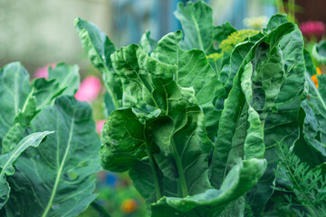 Cauliflower Aalsmeer close up growing in a vegetable garden. Organic farm concept. Selective focus