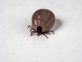 A fat, blood-pumping tick.