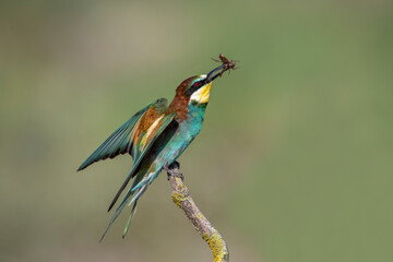 bee-eaters sitting on a branch, birds of paradise, rainbow colors, close-up