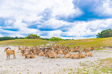 antelope resting in the summer morning - Image