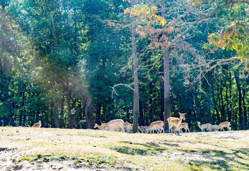 deer on hillside in the summer morning - Image