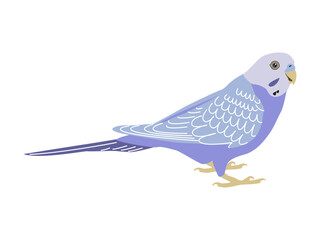 Budgerigar violet parrot. Budgie bird, or colorful Parakeet pet cartoon style illustration on white background.