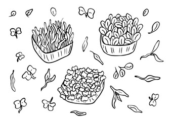 Growing microgreens set hand drawn sketch vector. Microgreen in boxes isolated, planting micro-greenery. Element for design, print, sticker, card, decor, wrap.