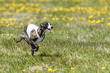Whippet sprinter running in white jacket on coursing field at competition in summer
