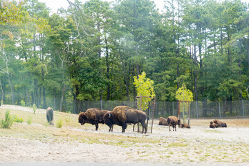 Yak and cow resting in the summer - Image