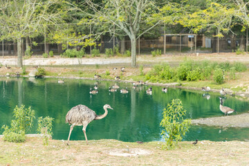 Emu walking with duck pond background - Image