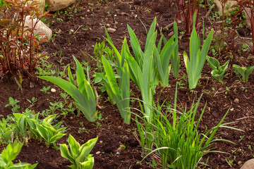 green sprouts of irises flowers on a flower bed in spring in the garden