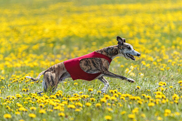 Whippet sprinter running in red jacket on coursing field at competition in summer