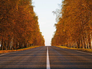 Naklejka na ściany i meble Autumn country road . birches by the road, golden autumn