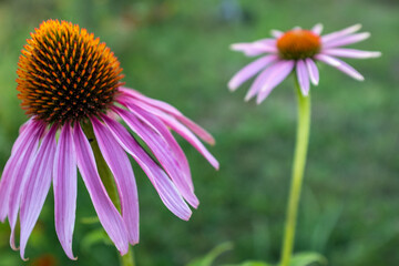 Fototapeta premium Two pink echinacea flowers with petals on a green blurred backdrop. Echinacea purpurea for poster, branding, calendar, multicolor card, banner, cover, post, website. High quality photo