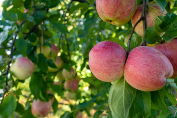 Ripening red apples on a branch in the sunlight on foliage background, close-up. Apple tree branch with light red apple. Fruit ripening, plant growth, vitamin healthy food