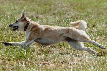 Naklejka na ściany i meble Dog flying moment of running across the field on lure coursing competition