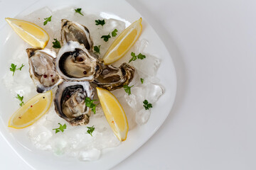 Oysters with lemon. Served white plate. White background.