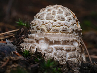 Juvenile Toadstool, junger Fliegenpilz (Amanita muscaria)