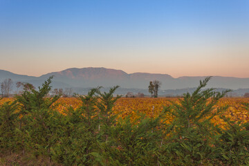 Sunset on a Prosecco vineyard in Veneto in autumn, with mountains background, Vittorio Veneto, Italy