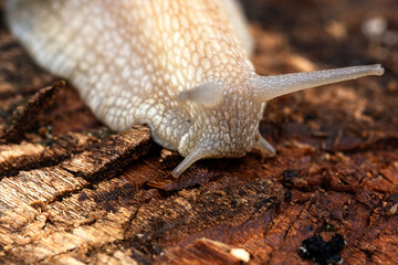 an adult snail on a tree branch