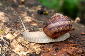 an adult snail on a tree branch