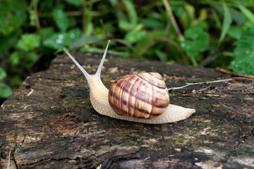 an adult snail on a tree branch