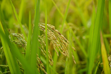 Close-up Rice spike in rice field