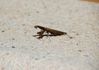 Primer plano de mantis sobre piedra blanca.
