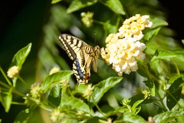Mariposa posada en flor amarilla.
