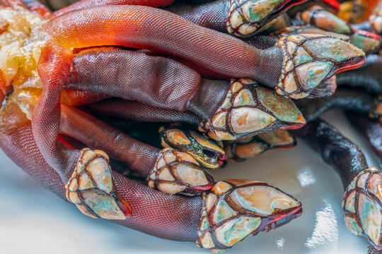 Pollicipes pollicipes (goose neck barnacle)