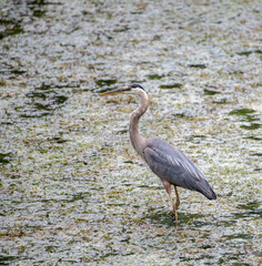great blue heron in the marsh