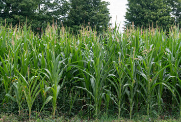 field of corn