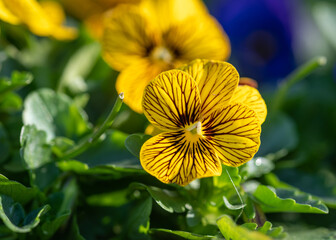 yellow flower in the garden