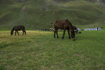 Black horses and stallion grazing grass on a vast grassland and people were standing in a group at a campsite in the backdrop. Campsite surrounded by mountains and wilderness in himalayas, India.