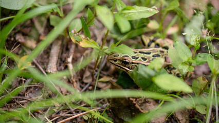 Frog in the grass
