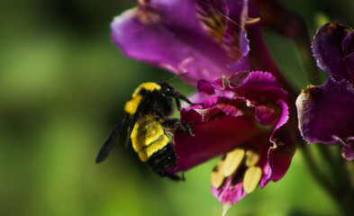 Bumblebee on purple flower