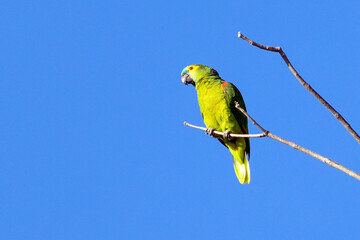 A Turquoise-fronted Parrot also know as Papagaio perched on a branch. Species Amazona aestiva. Bird...