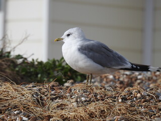 A white-and-gray seagull is standing on a rocky beach