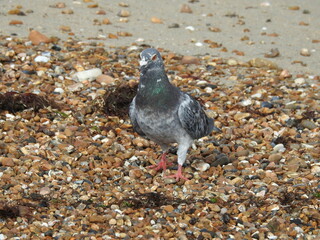 A pigeon stands on a rocky beach