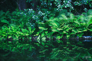 Green fern plants into the wild tropical forest reflecting in the water