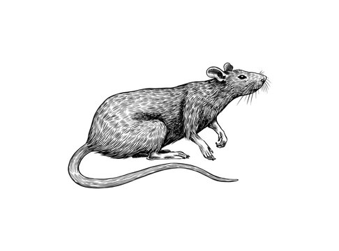 Rat or mouse with cheese. Graphic wild animal. Hand drawn vintage sketch. Engraved grunge elements.