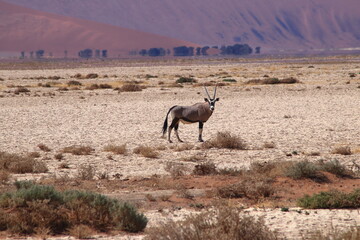 Gemsbok landscape