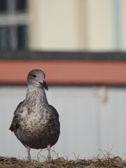 Brown and white mawa stands on the beach with a slightly blurred urban background