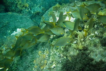Sarpa salpa / goldline fish photo taken during apnea