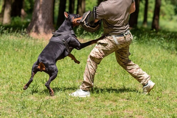 Doberman attacking dog handler during aggression training.