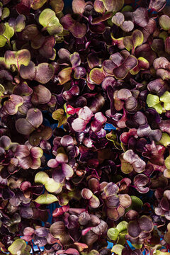 Young Purple Radish In The Box