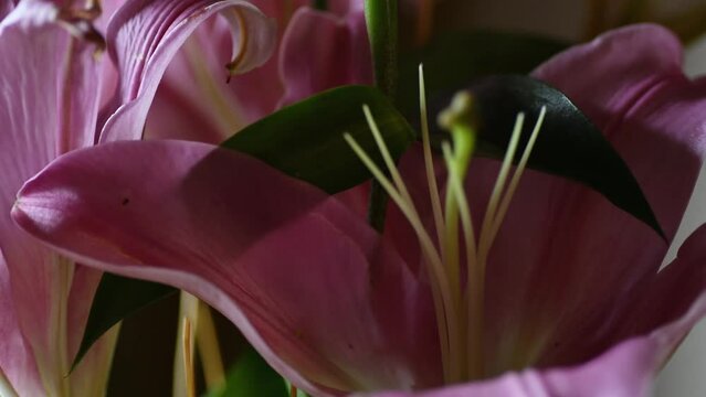 Flower Closeup | Water Drop on the colorful flower