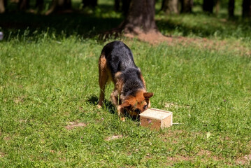 Shepherd is looking for a bomb, training with boxes in the forest. - obrazy, fototapety, plakaty