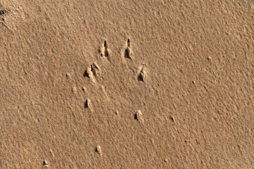 Fototapeta na wymiar Dog footprints, nails print, in yellow, beige beach sand.